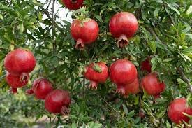 Gulab Pomegranate